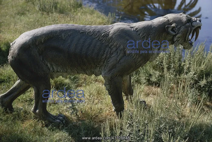 : Sabertooth Cat : Sabertooth Cat