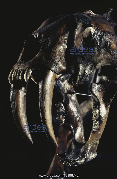 : Sabertooth Tiger Teeth : Sabertooth Tiger Teeth