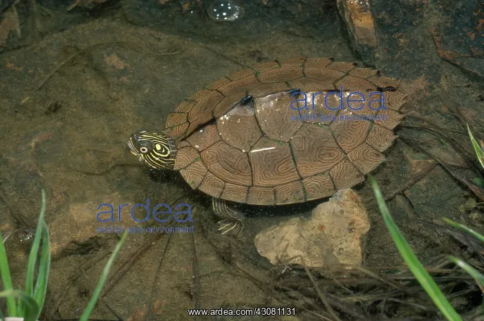 : Sabine Map Turtle : Sabine Map Turtle