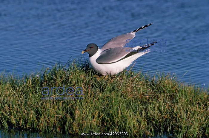  : Sabines Gull - alighting at nest