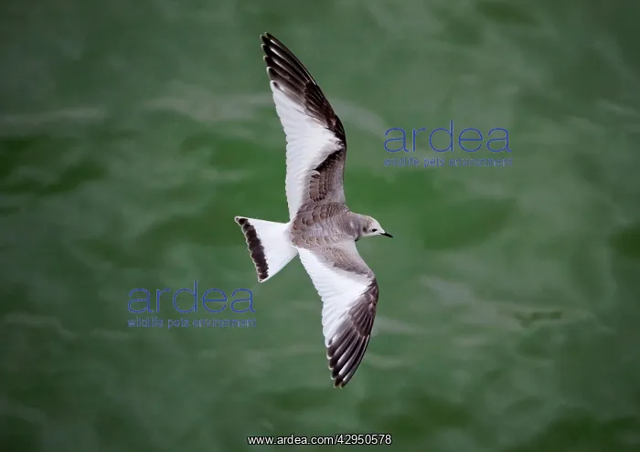 : Sabines Gull - juvenile vagrant in flight : Sabines Gull - juvenile vagrant in flight