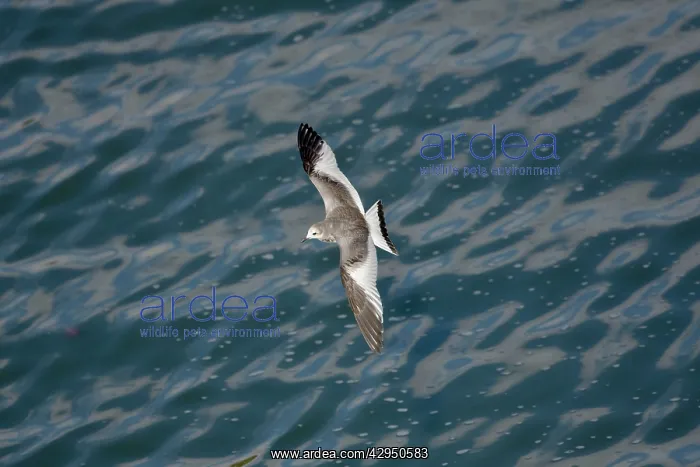 : Sabines Gull - juvenile vagrant in flight : Sabines Gull - juvenile vagrant in flight