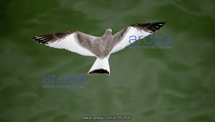 : Sabines Gull - juvenile vagrant in flight : Sabines Gull - juvenile vagrant in flight