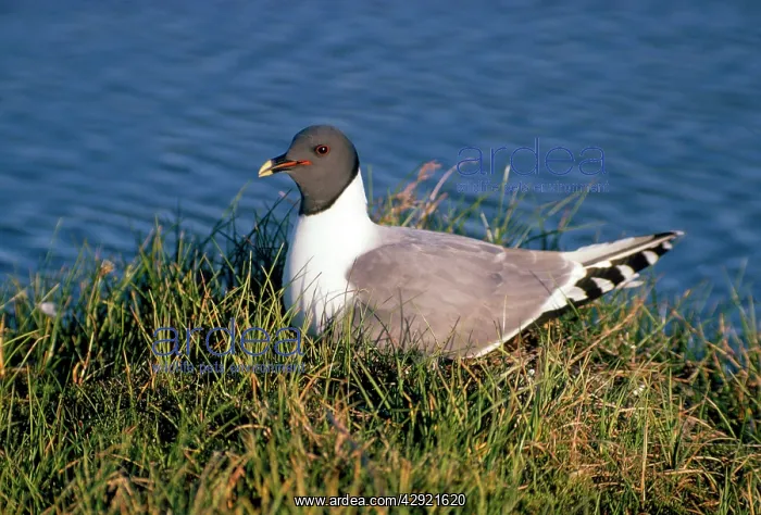 : SABINE'S GULL - on nest : SABINE'S GULL - on nest