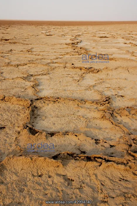 : Sabkha / Salt Plain : Sabkha / Salt Plain