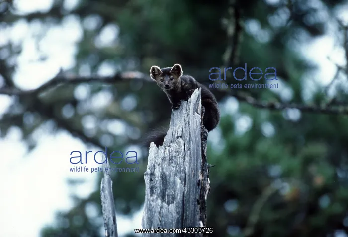 : SABLE : SABLE
