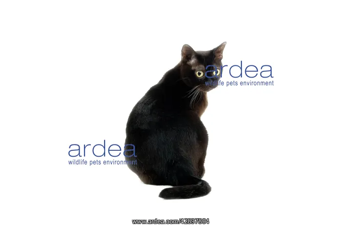  : Sable American Burmese Cat