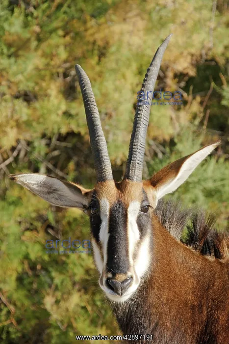 : Sable Antelope : Sable Antelope