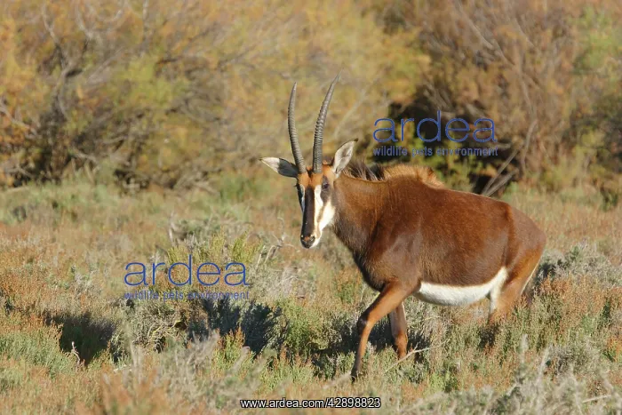 : Sable Antelope : Sable Antelope