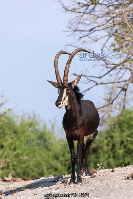 : Sable Antelope : Sable Antelope