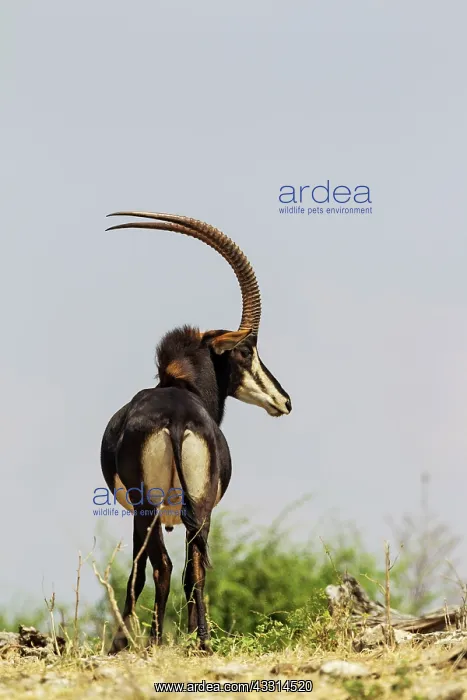 : Sable Antelope - bull : Sable Antelope - bull