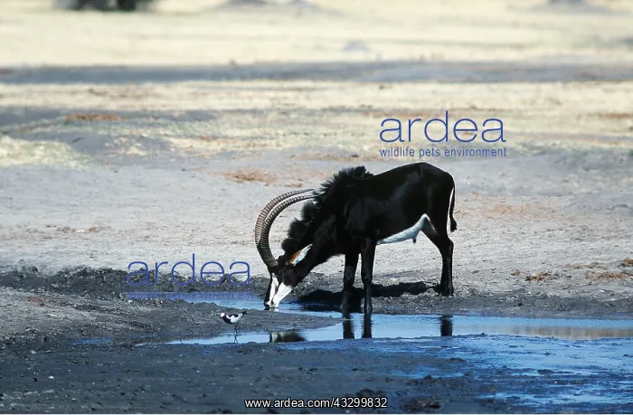 : SABLE ANTELOPE - DRINKING : SABLE ANTELOPE - DRINKING