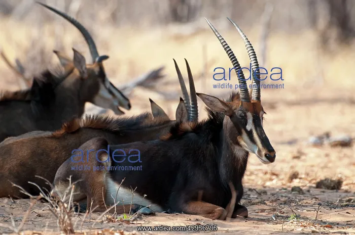  : Sable Antelope - group sitting resting in shade