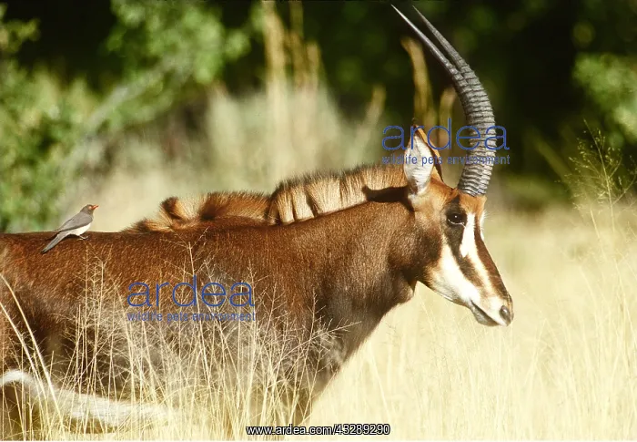 : Sable Antelope - side view. Bird riding on back : Sable Antelope - side view. Bird riding on back