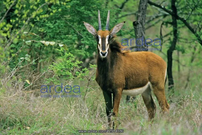 : Sable Antelope - young buck : Sable Antelope - young buck