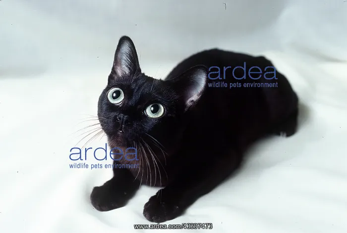 : SABLE BURMESE CAT - Kitten : SABLE BURMESE CAT - Kitten