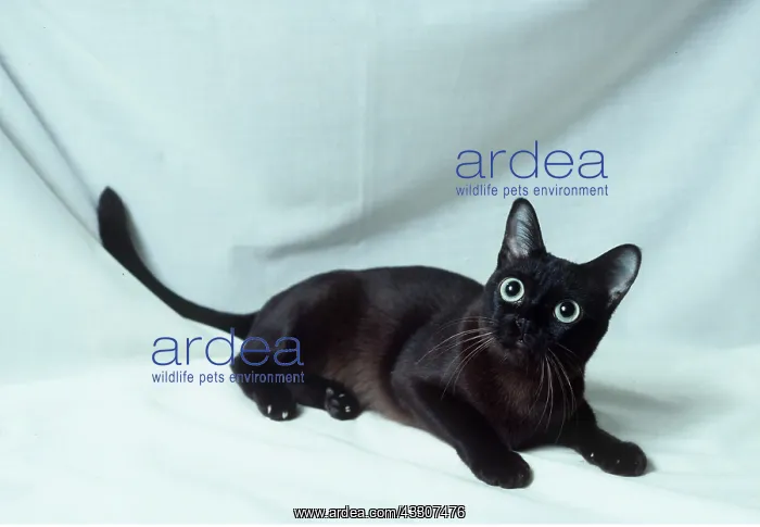 : SABLE BURMESE CAT - Kitten : SABLE BURMESE CAT - Kitten