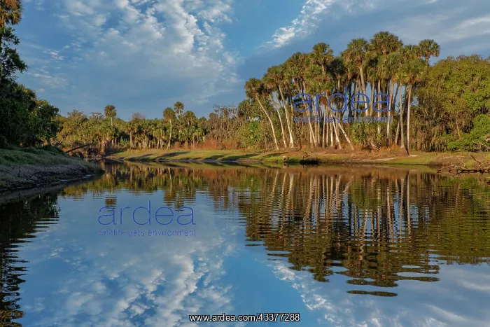 : Sable palms reflected on the Econlockhatchee River : Sable palms reflected on the Econlockhatchee River