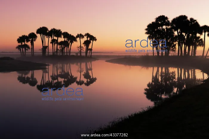 : Sable palms silhouetted at sunrise on the Econlockhatchee : Sable palms silhouetted at sunrise on the Econlockhatchee