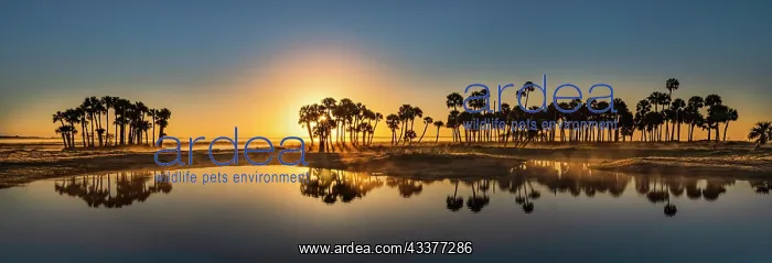 : Sable palms silhouetted at sunrise on the Econlockhatchee : Sable palms silhouetted at sunrise on the Econlockhatchee