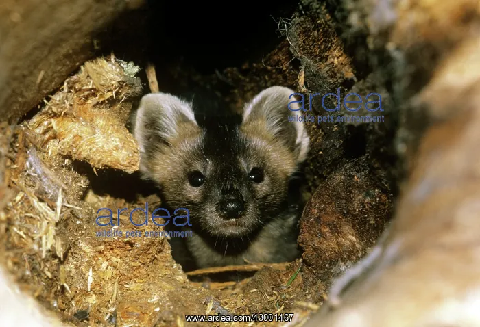  : Sable Russia (Martes zibellina)