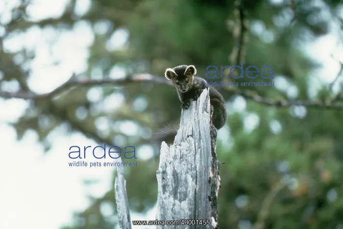 : Sable - on tree stump : Sable - on tree stump