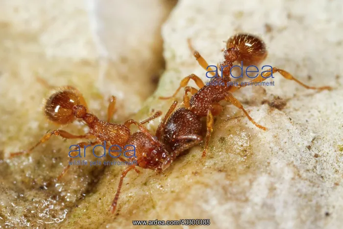 : Sabre-thorned knot ant, Sabre-thorned knot ant : Sabre-thorned knot ant, Sabre-thorned knot ant