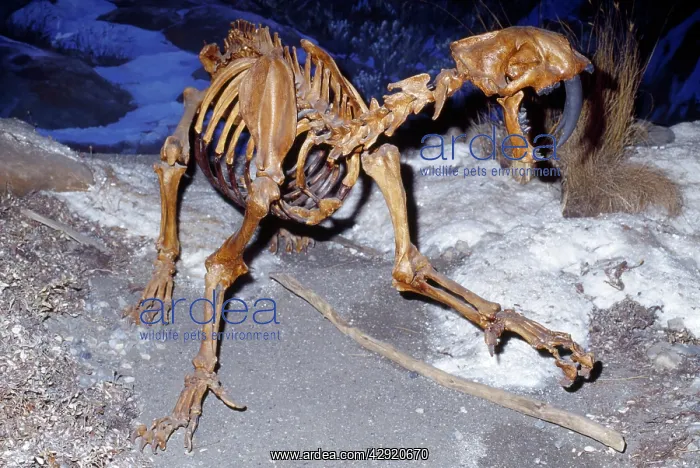 : Sabre-tooth Cat : Sabre-tooth Cat