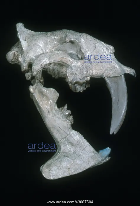  : Sabre-tooth Cat
