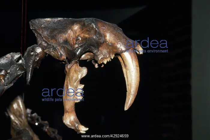 : Sabre-tooth Cat - Pleistocene : Sabre-tooth Cat - Pleistocene