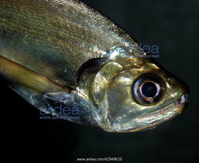 : Sabre-tooth Fish : Sabre-tooth Fish