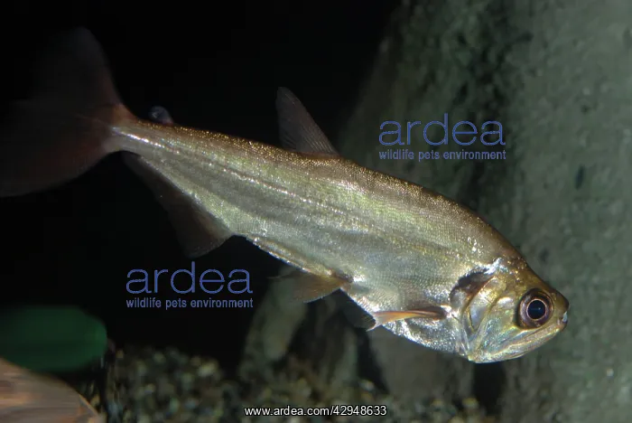 : Sabre-tooth fish : Sabre-tooth fish