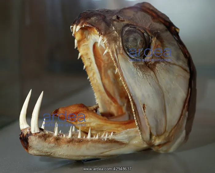 : Sabre-tooth Fish - skull : Sabre-tooth Fish - skull