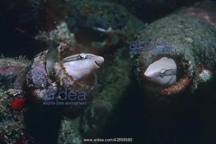 : Sabretooth Blennies - this nasty little blennie : Sabretooth Blennies - this nasty little blennie