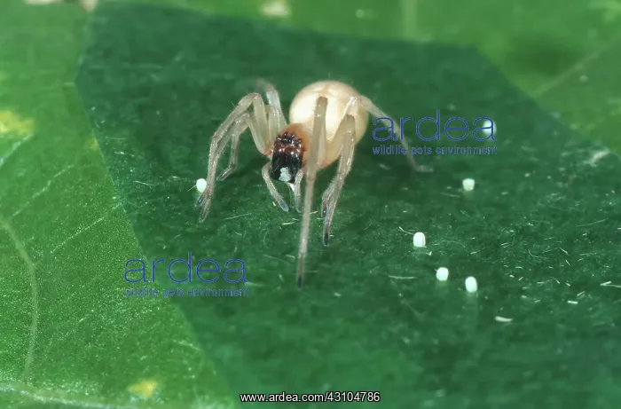 : Sac spider eats bollworm eggs : Sac spider eats bollworm eggs