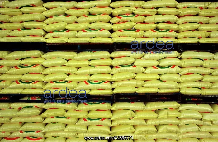 : Sacks of rice stacked on shelves, ready for export : Sacks of rice stacked on shelves, ready for export