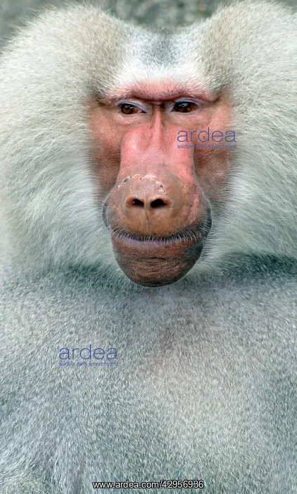 : Sacred Baboon - adult male : Sacred Baboon - adult male