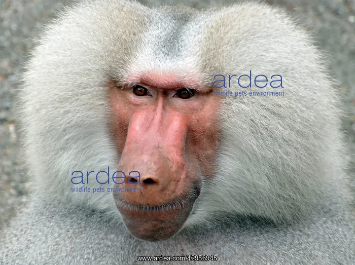 : Sacred Baboon - adult male : Sacred Baboon - adult male