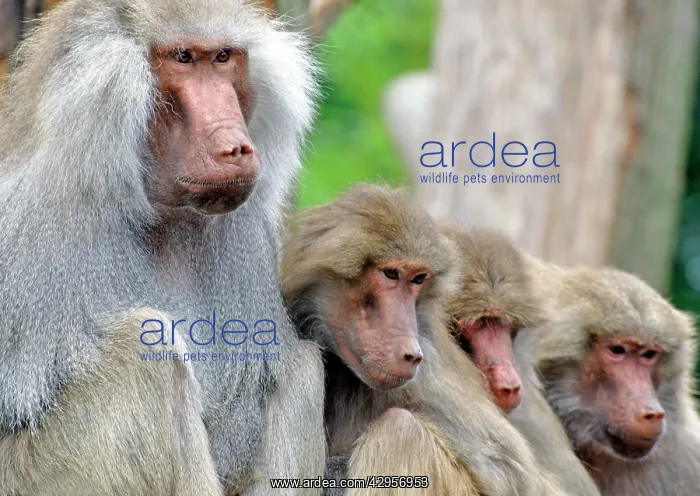 : Sacred Baboon - male with his harem : Sacred Baboon - male with his harem
