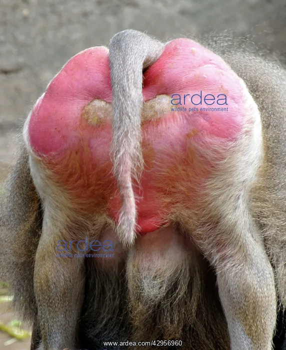 : Sacred Baboon - rear view - East Africa : Sacred Baboon - rear view - East Africa