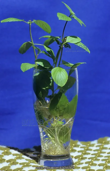 : Sacred Basil Rooting : Sacred Basil Rooting