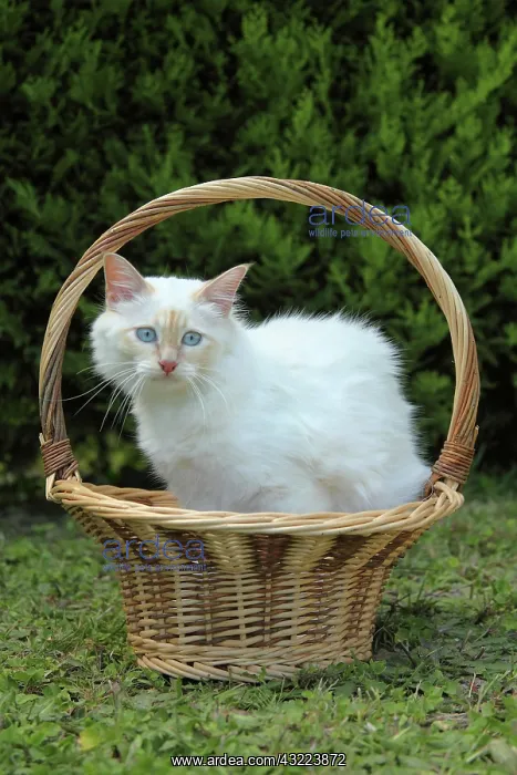 : Sacred Cat of Burma in a basket - France : Sacred Cat of Burma in a basket - France
