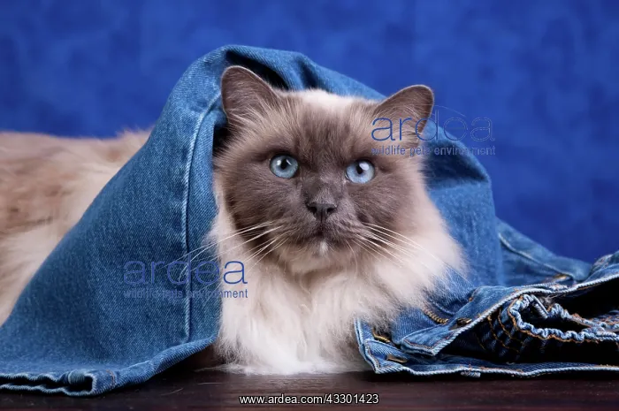 : Sacred Cat of Burma lying under jeans : Sacred Cat of Burma lying under jeans