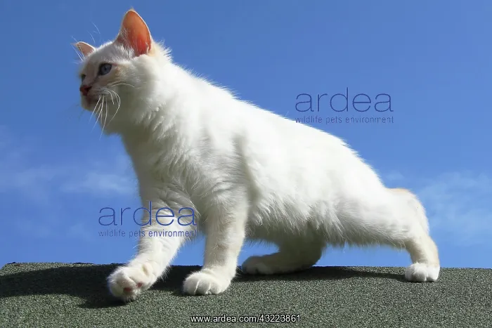 : Sacred Cat of Burma on a roof - France : Sacred Cat of Burma on a roof - France