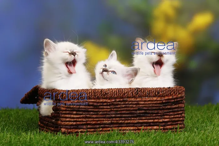 : Sacred Cats of Burma, kitten, 7 weeks, Burma : Sacred Cats of Burma, kitten, 7 weeks, Burma