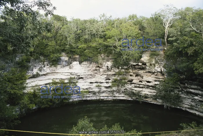 : Sacred Cenote : Sacred Cenote
