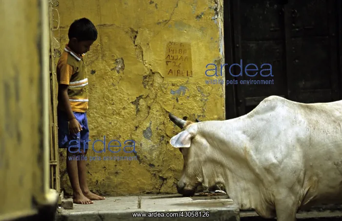 : Sacred cow and boy in the streets of Varanaci : Sacred cow and boy in the streets of Varanaci