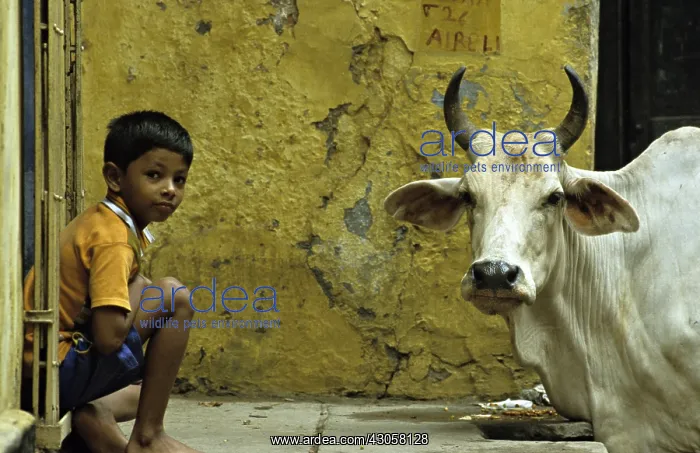 : Sacred cow and boy in the streets of Varanaci : Sacred cow and boy in the streets of Varanaci