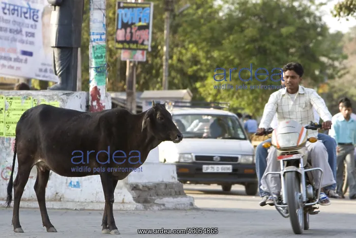 : Sacred Cow in the middle of traffic in town India : Sacred Cow in the middle of traffic in town India