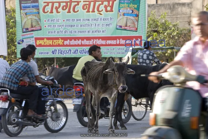 : Sacred Cow in the middle of traffic in town India : Sacred Cow in the middle of traffic in town India